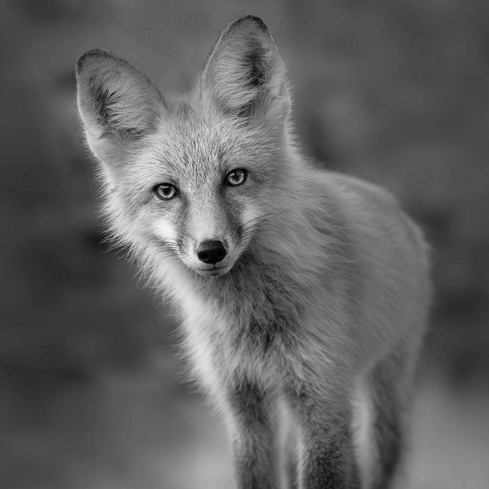 ALL WILDLIFE