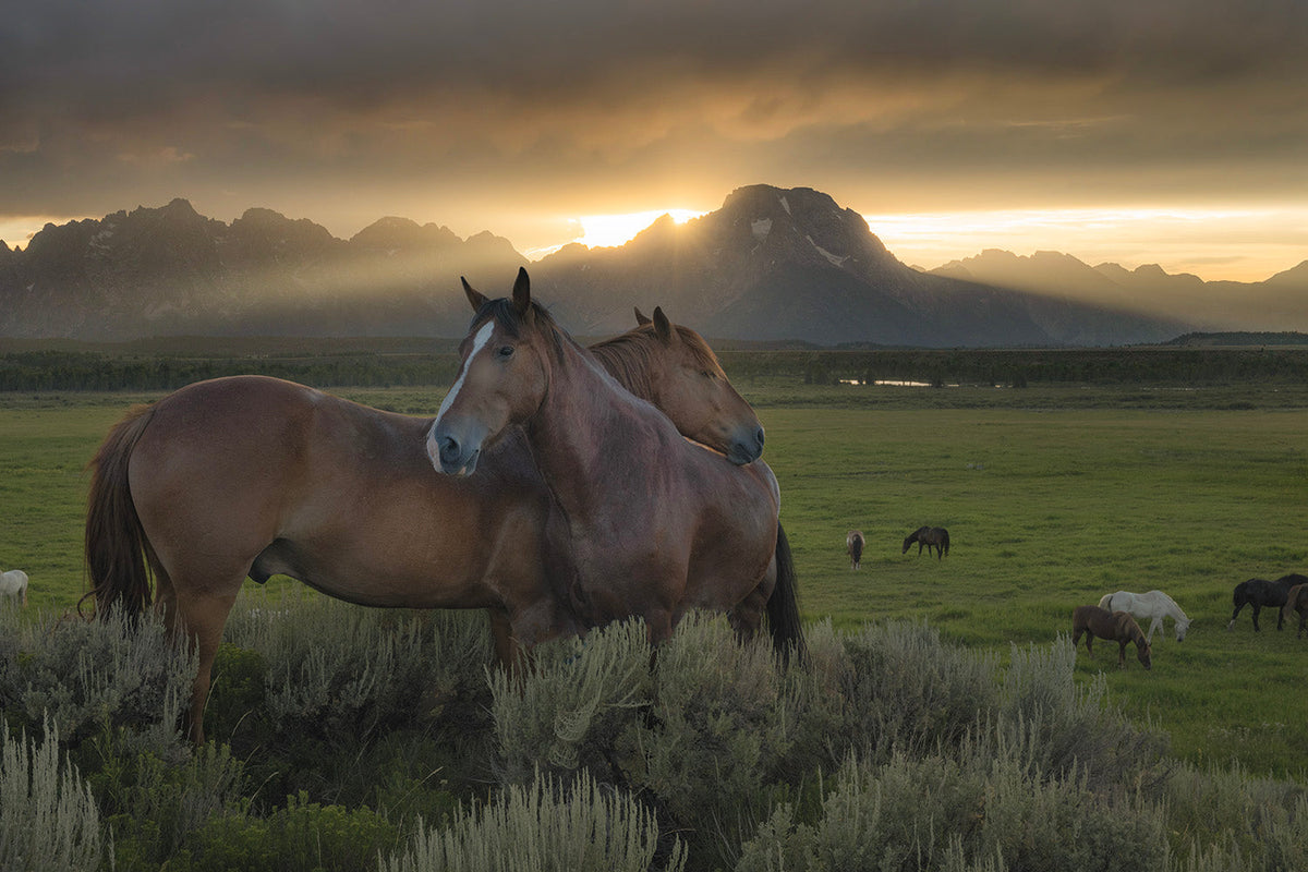 HORSES