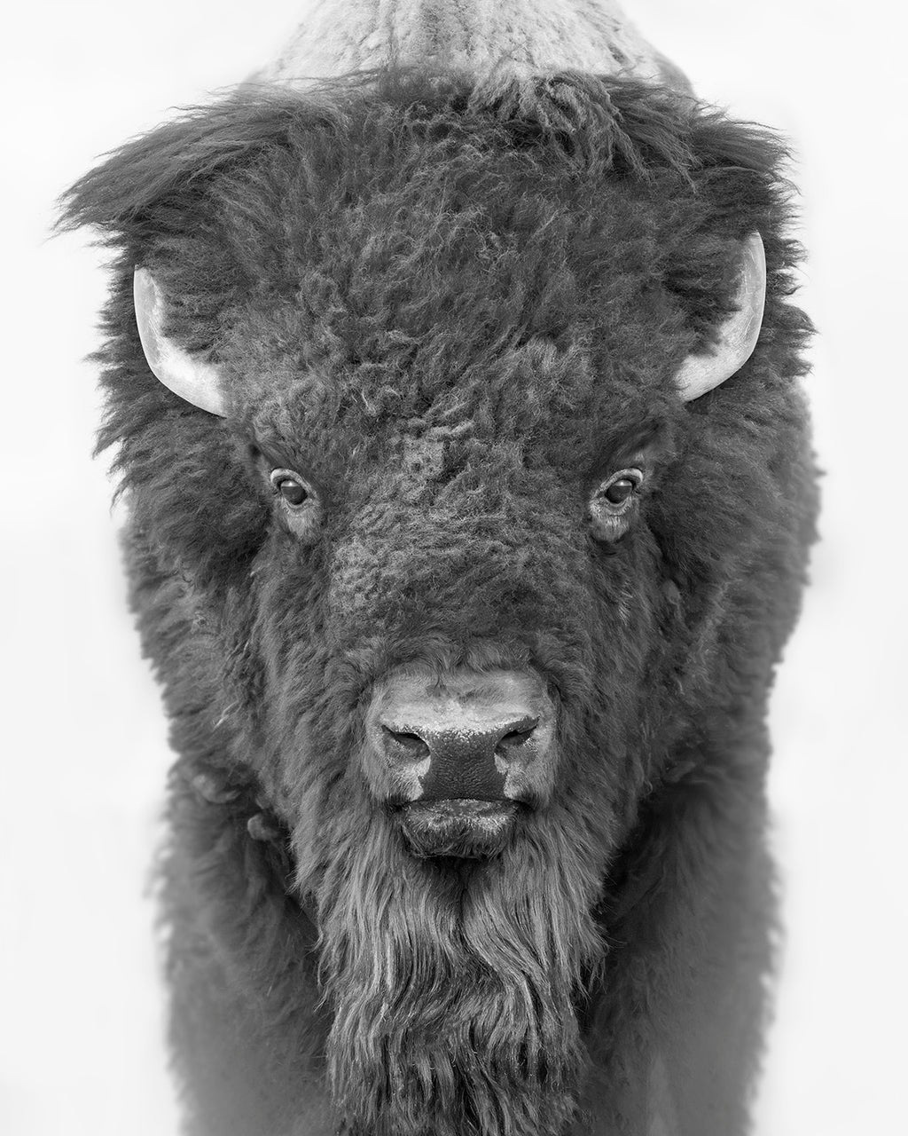 THE EYES OF AN ICON