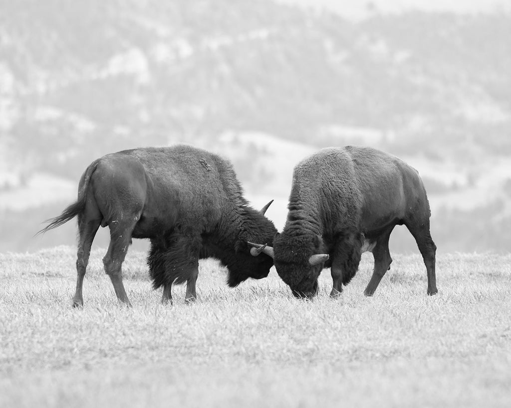 AMERICAN BUFFALO Art Pack