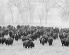 AMERICAN BUFFALO Art Pack