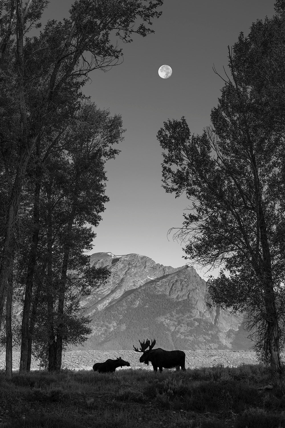 ROMANCE IN THE COTTONWOODS