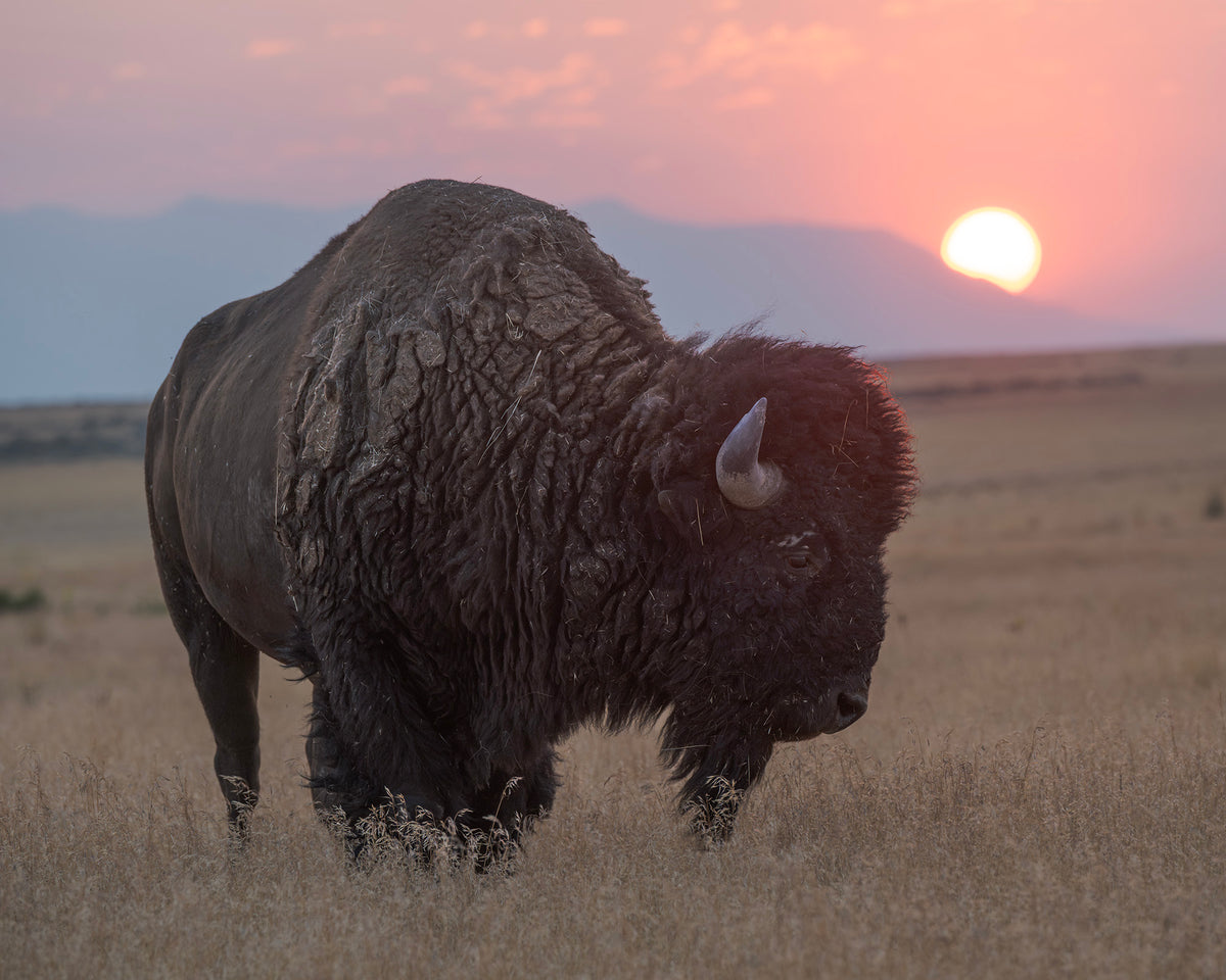 SUNRISE AMONG THE BUFFALO