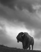 STRENGTH AND DRAMA