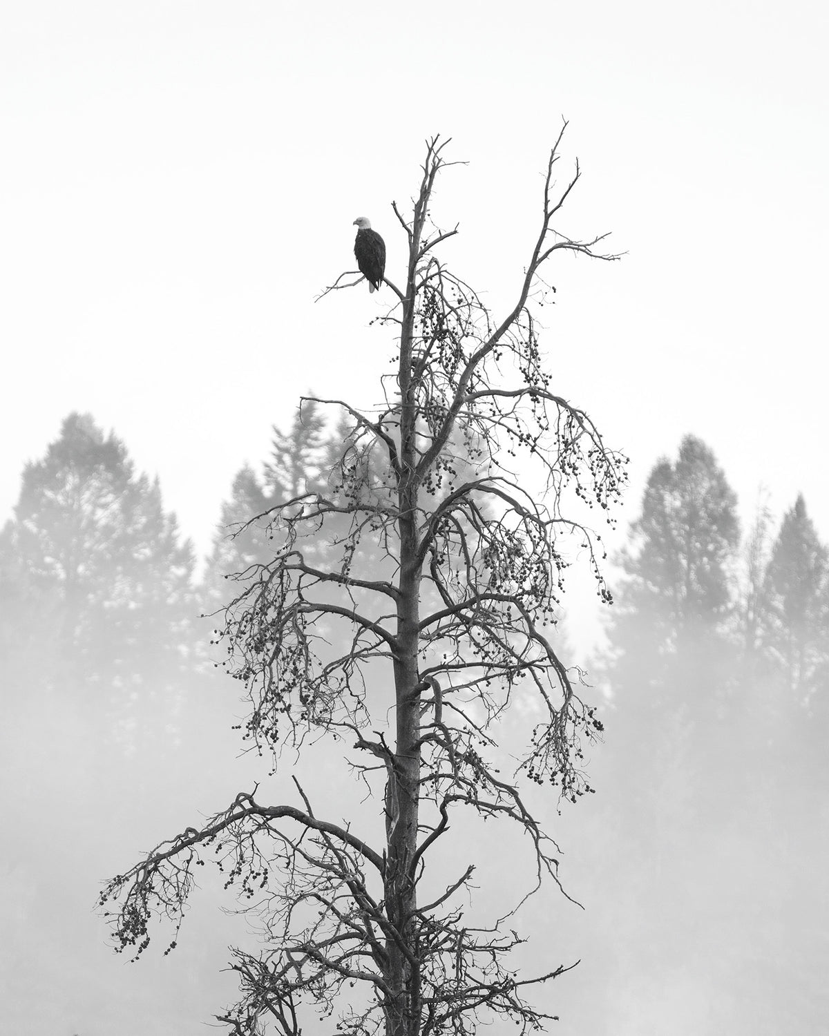 EAGLE'S KINGDOM