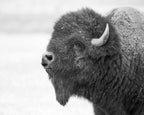 AMERICAN BUFFALO Art Pack