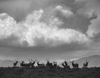 AMONG THE ELK