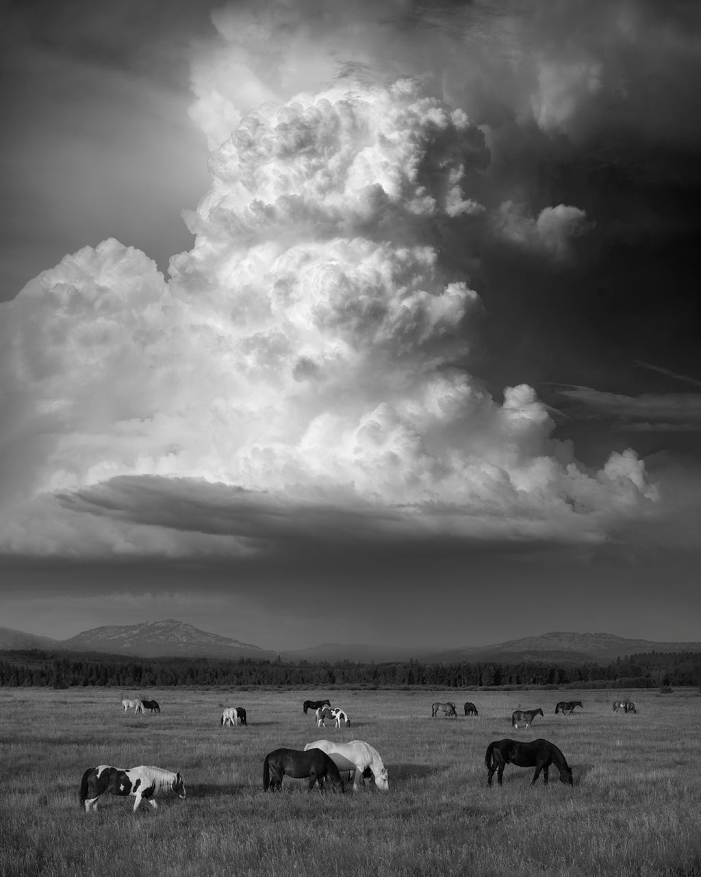 AN AFTERNOON'S DRAMA