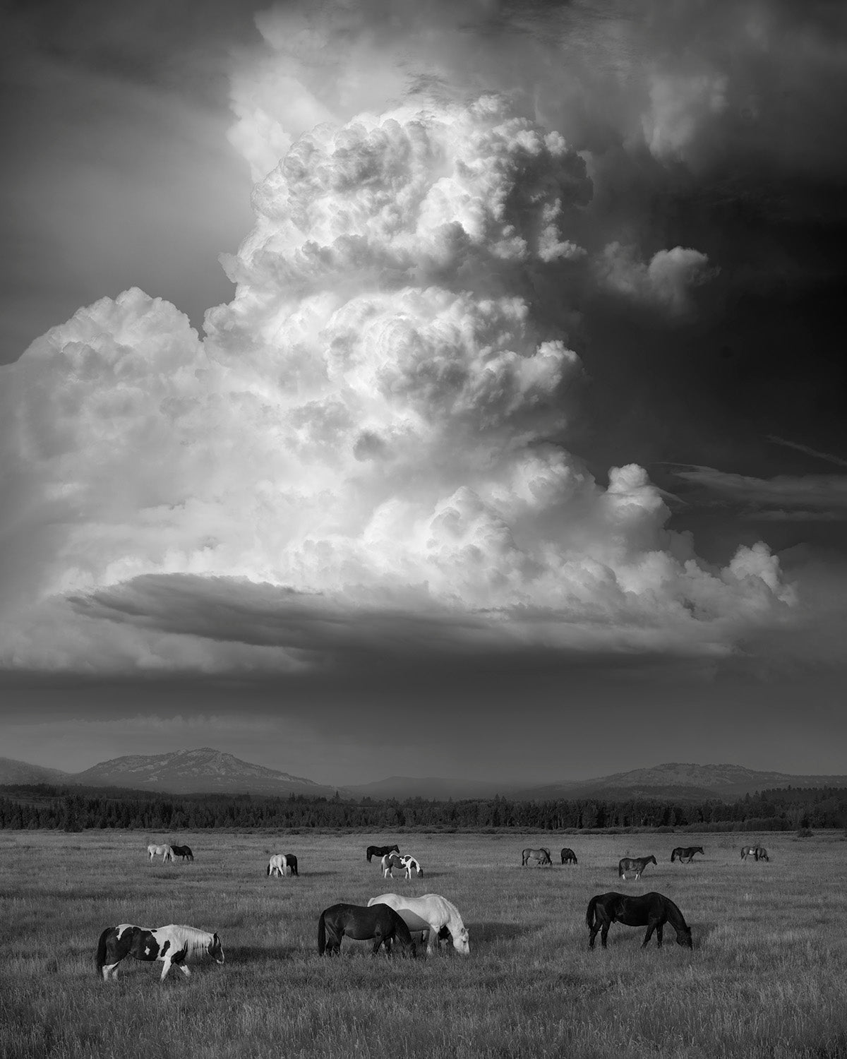 AN AFTERNOON'S DRAMA