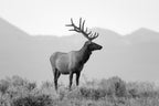 LONE ELK