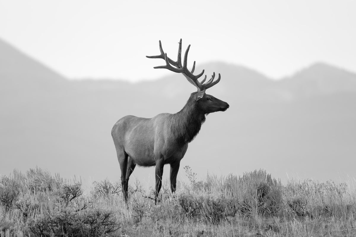 LONE ELK