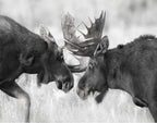 RUT SEASONN SPARING