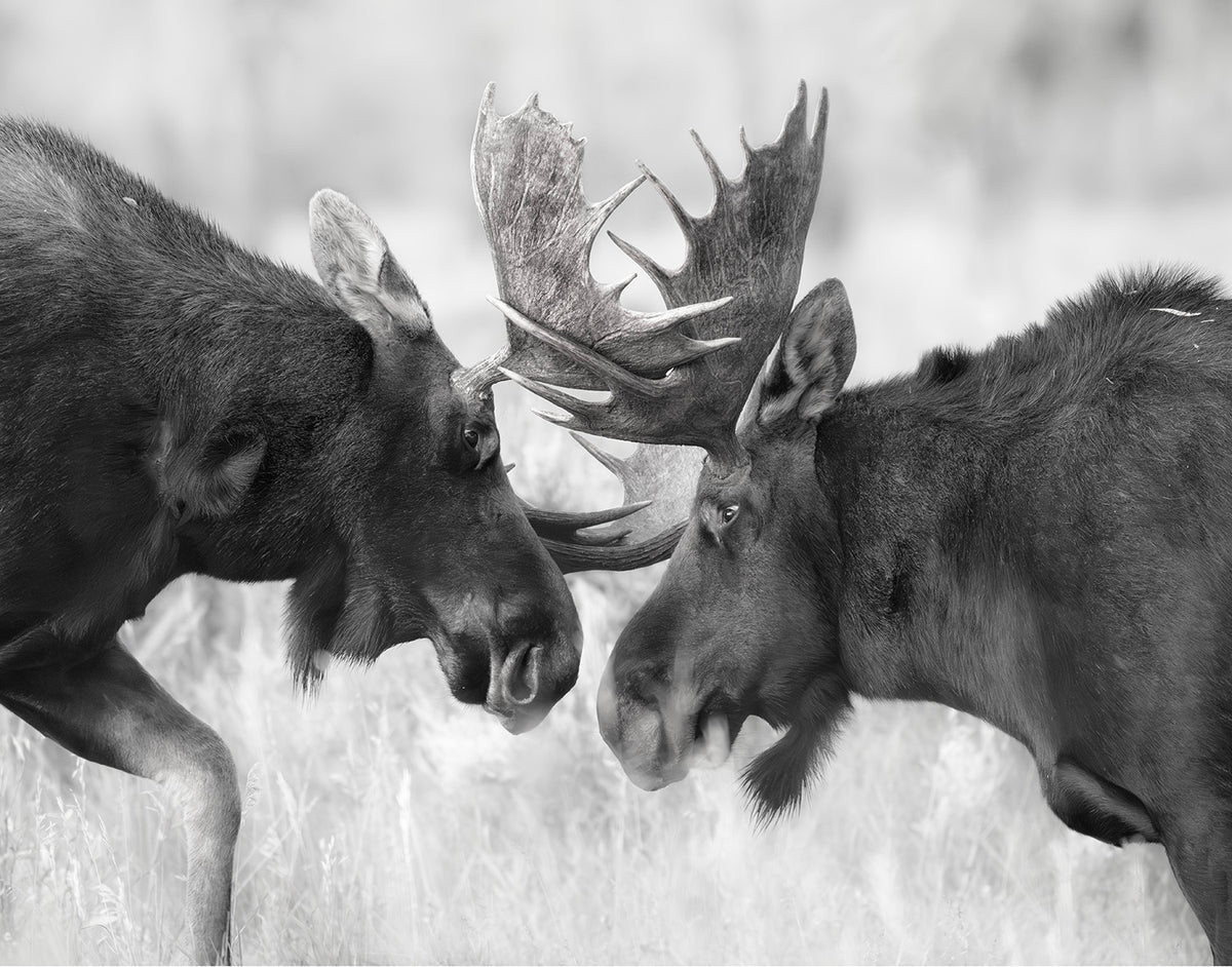 RUT SEASONN SPARING